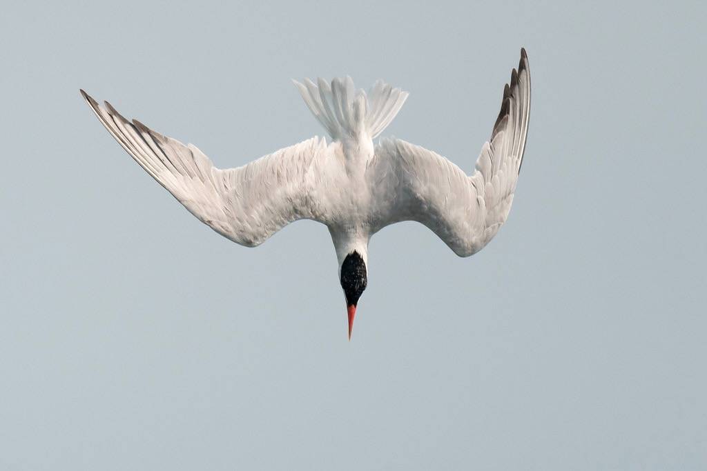 DSC_4608.jpg Caspian Tern, diving by ldjaffe is licensed under CC BY-NC-SA 2.0.